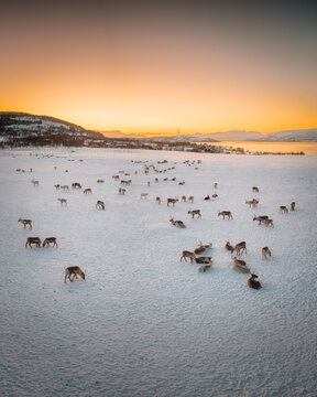 Aerial view of a herd of reindeer grazing in a vast snow-covered field during the polar night with a golden sunset over the mountains in Tromso, Troms, Norway.