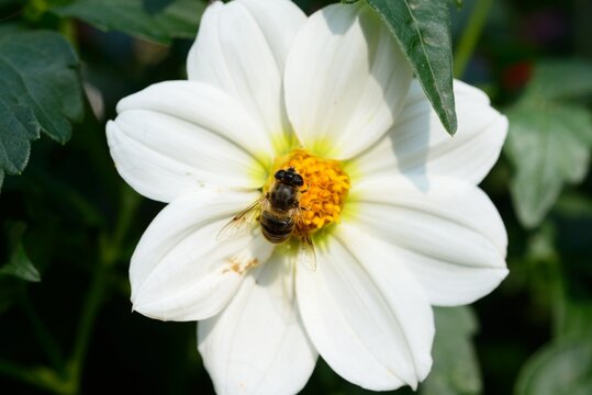 Pretty white Dahlia with a honey bee collecting pollen, Somerset, UK