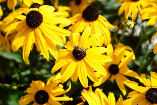 Pretty Rudbeckia also known as Coneflower or Black Eyed Susan in full bloom with a honey bee, Chard, Somerset, UK.