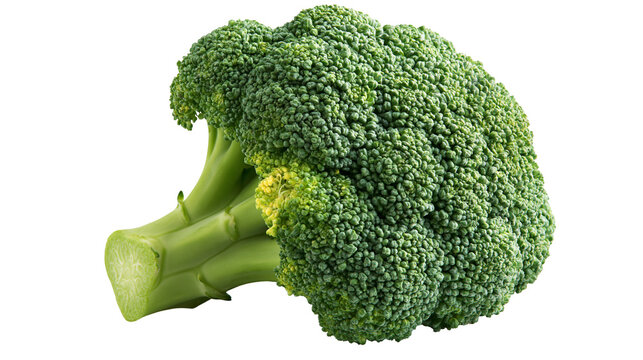 Fresh green broccoli floret with thick stalk