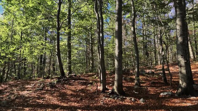 Video of a sunlit deciduous forest with tall straight tree trunks, green foliage and a carpet of fallen autumn leaves