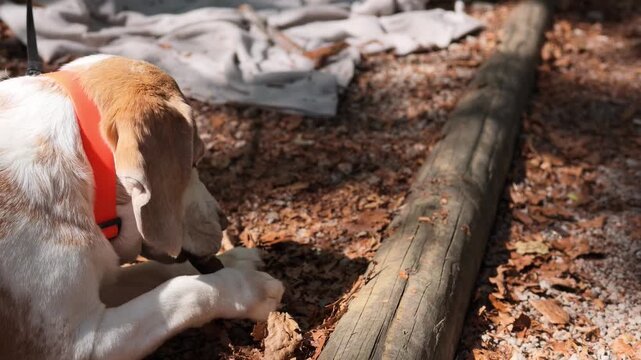 Video of a beagle-type dog resting outdoors on a forest floor, wearing a bright collar and looking toward the surrounding woodland