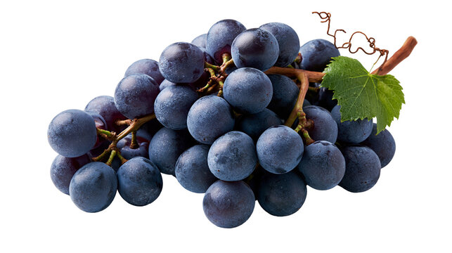 Fresh dark purple grapes cluster with green leaf and woody stem