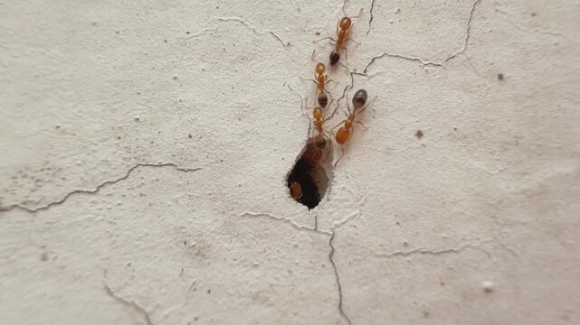 Close up view of ants moving into a small opening in a textured wall showing social insect behavior and nest activity