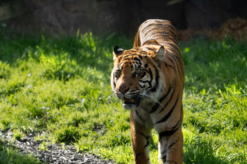 Sumatran Tiger at Auckland Zoo  © Shelbee