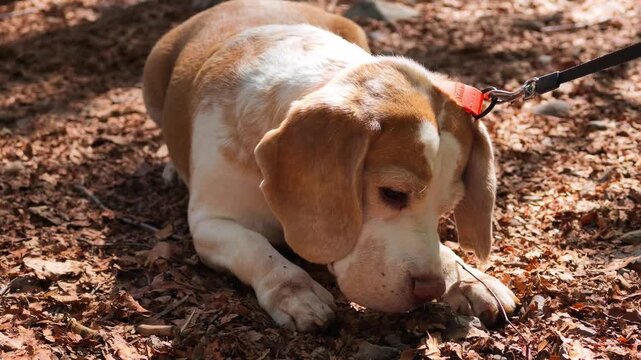 Video of a beagle-type dog resting peacefully on dry leaves in a forest, with its head lowered and front paws extended forward. Warm natural light creates a calm autumn atmosphere