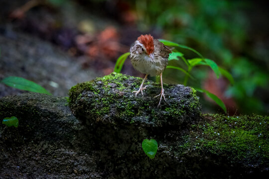 bird setting on green moss on the rock