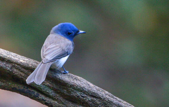 blue tit on a branch