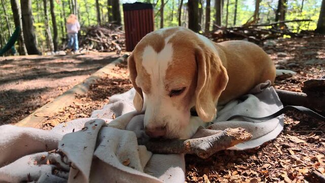 Close video of a beagle-type dog lying on a blanket in the forest and holding a small branch in its mouth