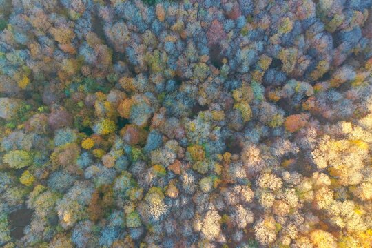 Aerial view of Sabaduri Forest with dense canopy displaying vibrant autumn foliage in shades of gold, orange, and green in Tbilisi, Mtskheta-Mtianeti, Georgia.