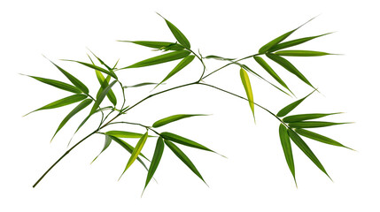 Fresh green bamboo branch with slender pointed leaves © Gael