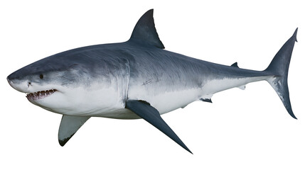 Obraz premium Great white shark swimming with open mouth showing sharp teeth