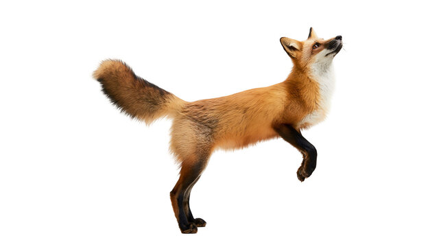 Red fox jumping and looking up with fluffy tail and orange fur