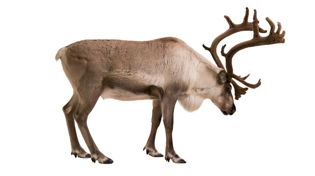 Large adult reindeer with impressive brown antlers standing in profile