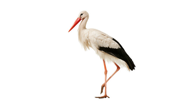 White stork with long red beak and black tipped wings standing in profile