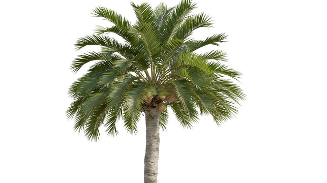 Lush green Phoenix dactylifera date palm tree with textured trunk and fronds