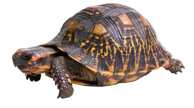 Radiated tortoise with detailed patterned shell and textured skin
