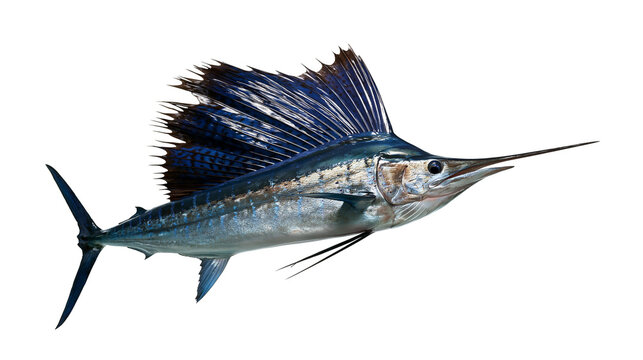 Atlantic sailfish with large dorsal fin and elongated bill swimming