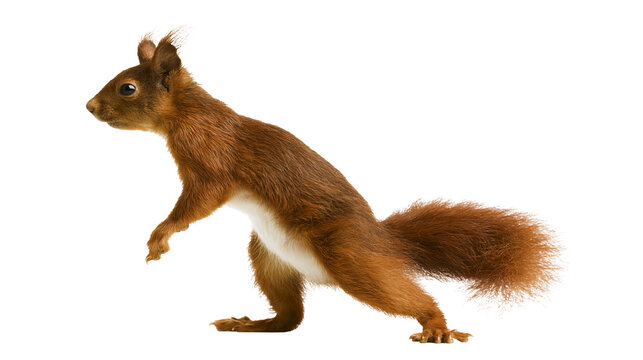 Red squirrel standing on hind legs with fluffy tail and alert posture