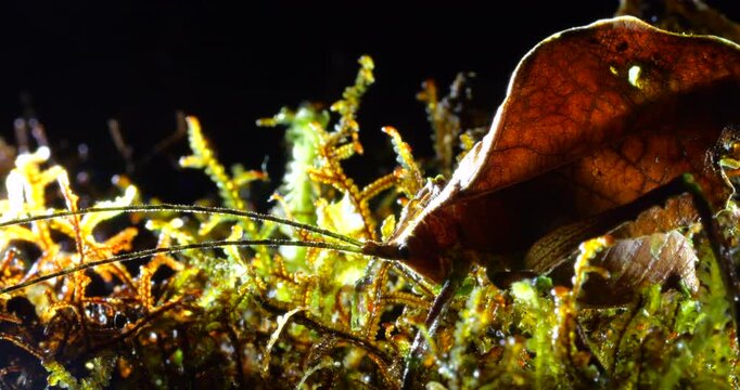 Leaf Mimic Katydid (Typophyllum sp.). In montane rainforest near Cosanga, Napo province, Ecuador