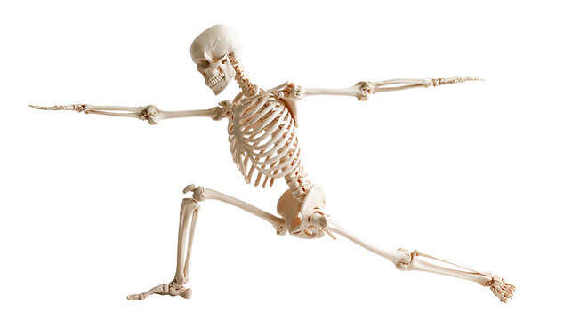 Human skeleton model in a dynamic warrior yoga pose with outstretched arms