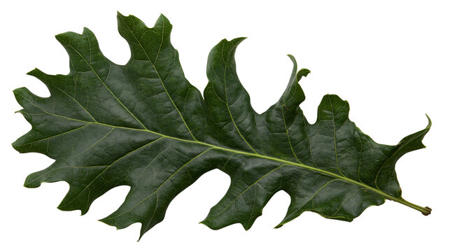 Deep green serrated oak leaf with prominent veins and lobed edges