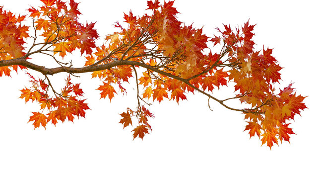 Vibrant red and orange autumn maple tree branch with colorful fall foliage
