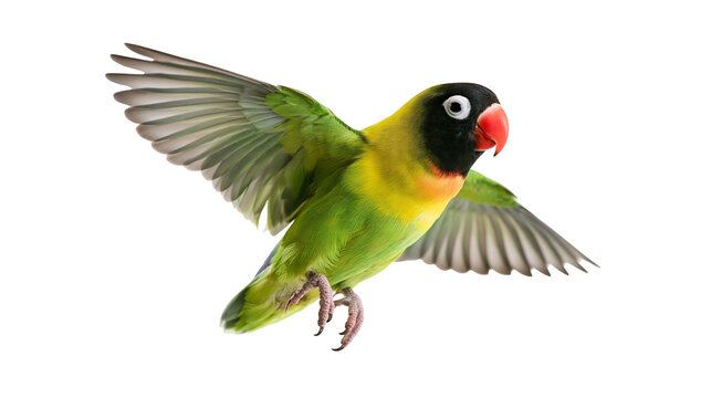 Yellow-collared lovebird with black face and red beak flying with wings spread