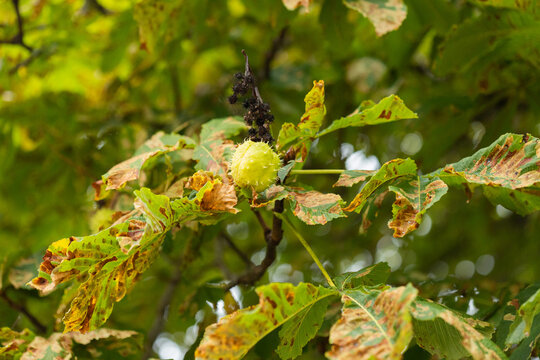 Horse Chestnut Burr With Spiky Green Seed Among Autumn Leaves On Tree Branch