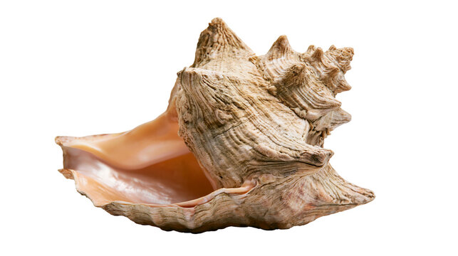 Textured beige marine conch shell with smooth peach colored interior opening