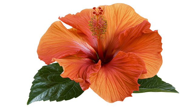Vibrant orange hibiscus flower with green leaves and prominent yellow stamen