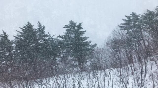 Winter Scene With Snow Falls Among Trees At Sinheungsa Temple In Seoraksan, South Korea. Static Shot