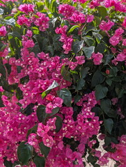 Obraz premium Vibrant Magenta Bougainvillea Blooms, Lush Garden Flora