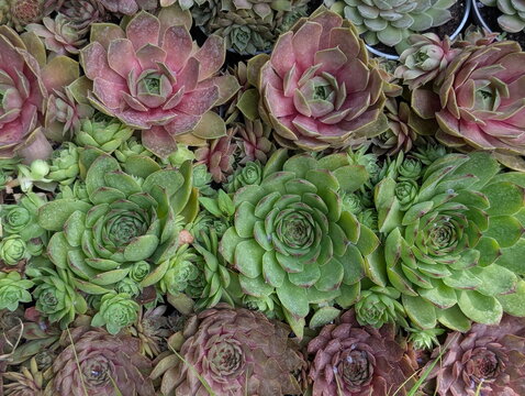 Vibrant Sempervivum Succulent Rosettes Overhead Botanical Texture