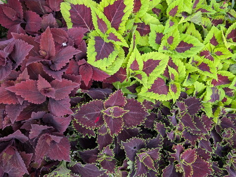 Vibrant Coleus Foliage Contrasting Red-Green Patterns