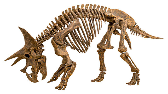 Triceratops dinosaur skeleton fossil with horns and bony frill
