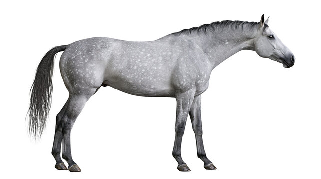 Dapple grey horse standing in profile view