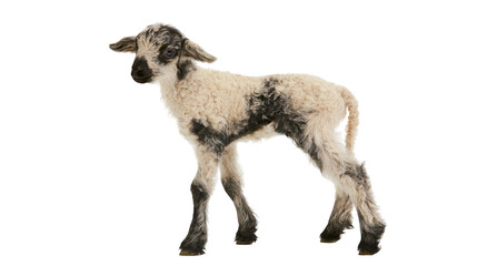 Young black and white spotted lamb standing © Elvin