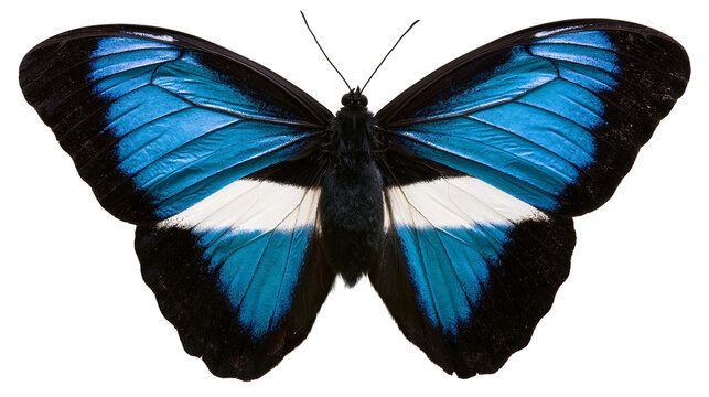 Vibrant blue and black Morpho butterfly with white wing bands