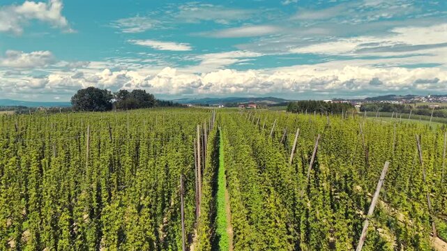 Aerial view over rows of tall hop plants in a hop garden under a partly cloudy summer sky