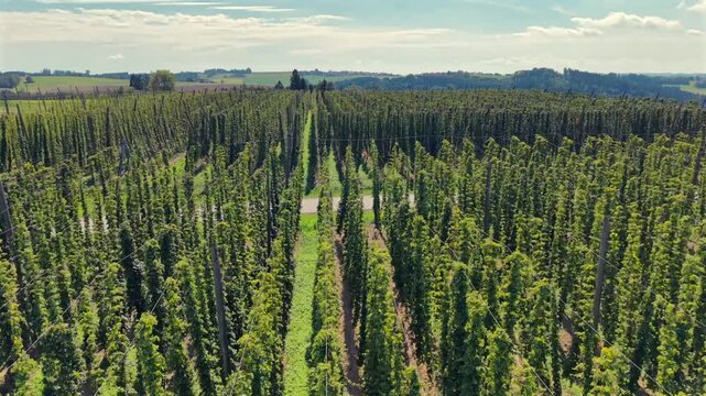 Aerial drone shot flying over a large hop yard with trellised rows of ripe hops and hills behind