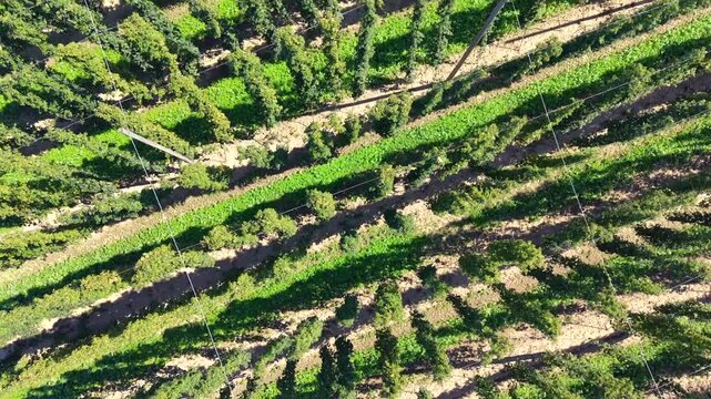 Top-down aerial drone shot looking straight down over the trellised rows of a hop yard