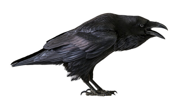 Common raven standing with open beak and glossy black plumage
