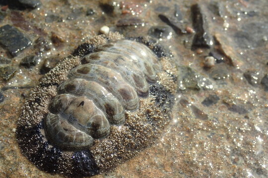 Textured Chiton Shell Plates on Rocky Shore