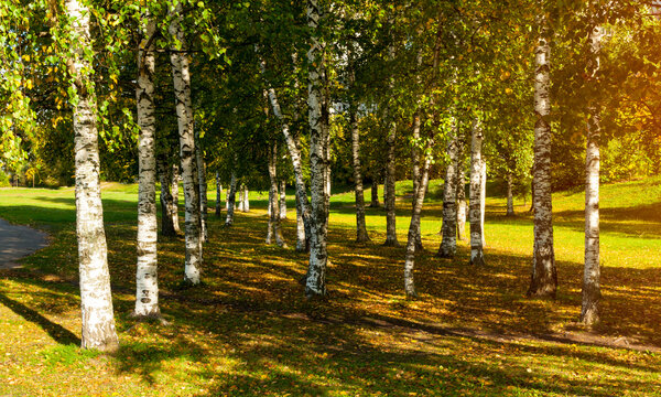 Autumn park nature landscape panoramic background. White birch trunks standing in a green grove. Dense foliage and warm sunlight filtering through the trees onto the grass