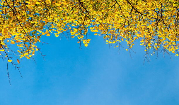 Autumn nature trees background. Bright yellow leaves hanging from branches on the background of a clear blue sky, free space for text