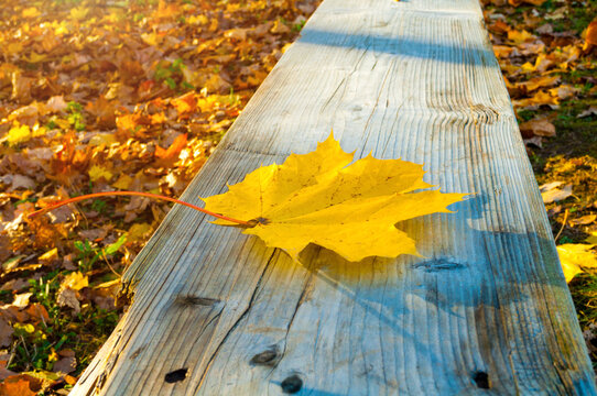 Autumn park background. A single yellow maple leaf lying on a wooden bench lit by sunset light. Fallen leaves and green grass covering the ground