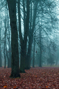 Autumn park background with gothic atmosphere. Bare tree trunks standing in heavy fog. A ground covered with dense red and brown fallen leaves under a pale grey mist