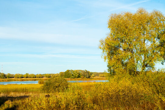 Autumn countryside landscape background. A large tree with yellow leaves beside a grassy field. Distant water and forest under a clear blue sky with thin clouds