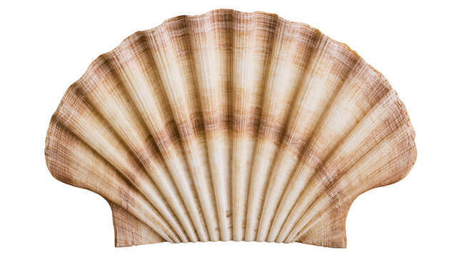 Natural brown and white fan shaped scallop seashell with ribbed texture